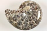 3" Polished Agatized Ammonite (Phylloceras?) Fossil - Madagascar - #200491-1